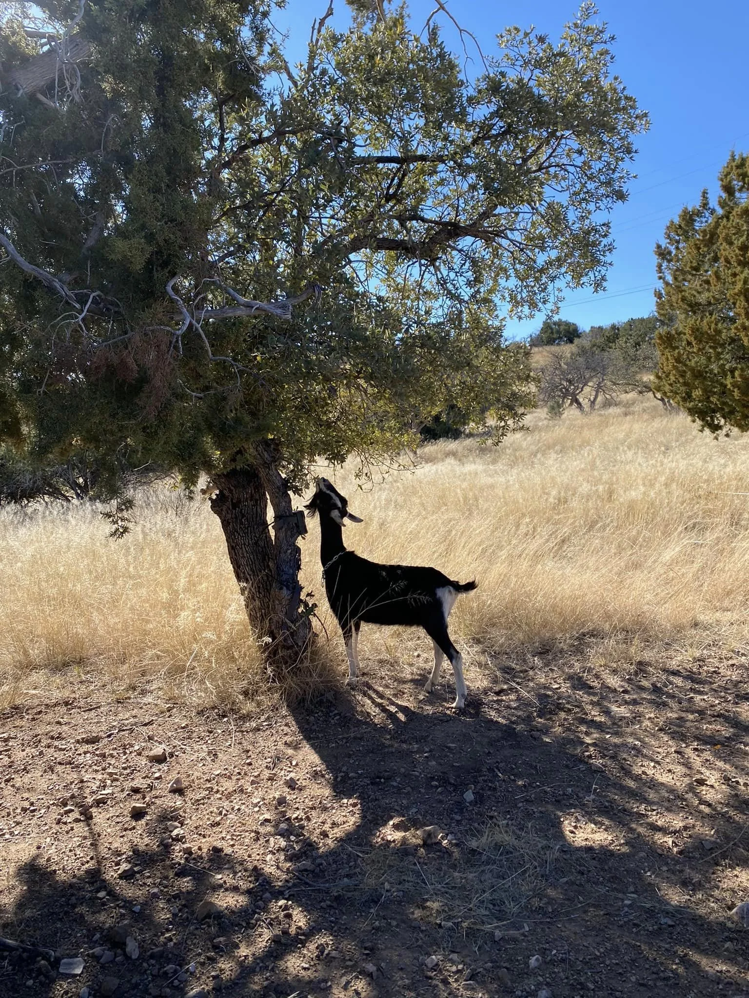 Hike with Goats